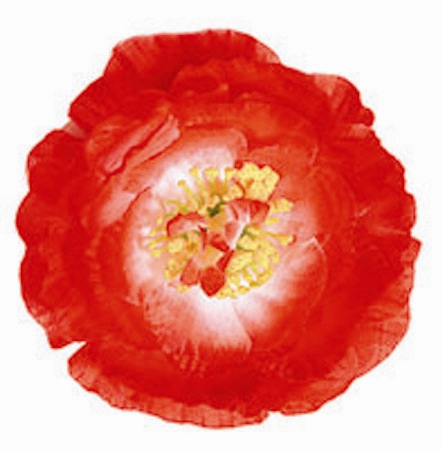 Fleur hawaii avec clip, rouge